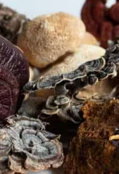 Functional Mushrooms for Balance & Resilience*