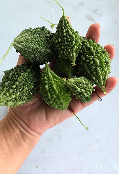 Bitter Melon Extract improves glucose tolerance