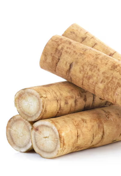Burdock Root (Arctium lappa)