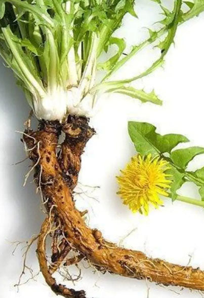 Dandelion Root (Taraxacum officinale)*