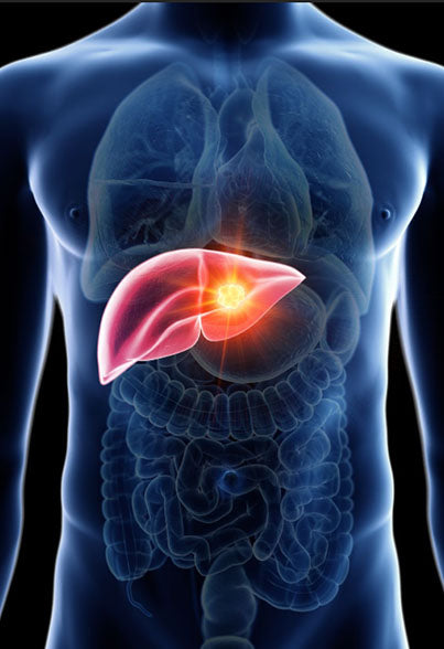 Supports Liver Health*