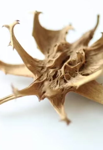 Devil’s claw