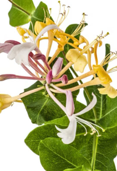 Oregon Grape Root (Berberis aquifolium)*