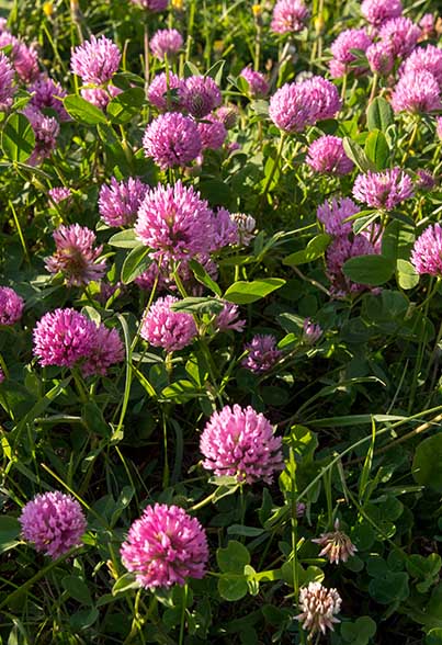 Red Clover (Trifolium pratense)*