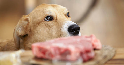 Beef Allergy in Dogs: The Other Common Trigger