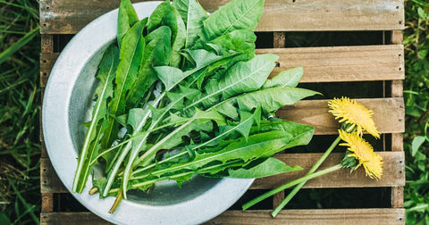 Benefits of Dandelion Greens: Are They Worth Adding to Your Diet