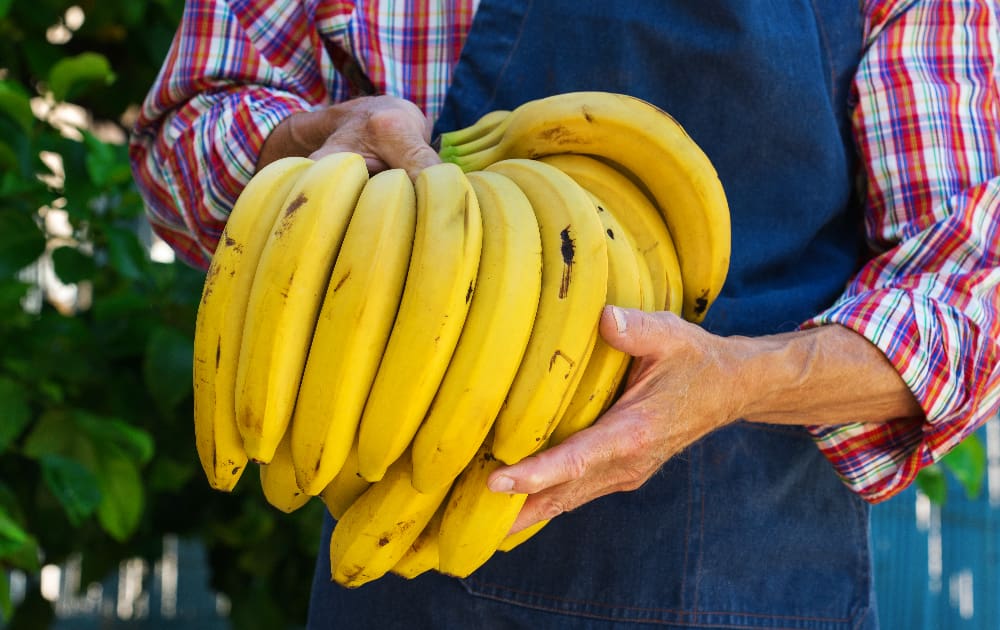 Do Bananas Kill Testosterone? The Tropical Truth