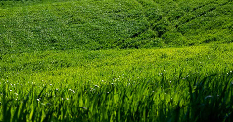 The Ultimate Guide to Clean Whey Protein: Benefits of Grass-Fed Sources