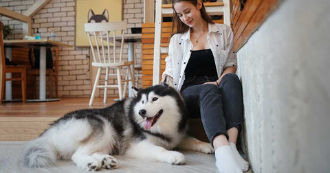 Why Is My Dog So Itchy? Food Could Be the Cause