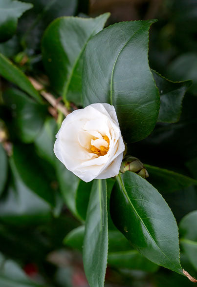 Antioxidant and anti-melanogenesis effects of Colloidal Gold Camellia sinensis Leaf Extracts
