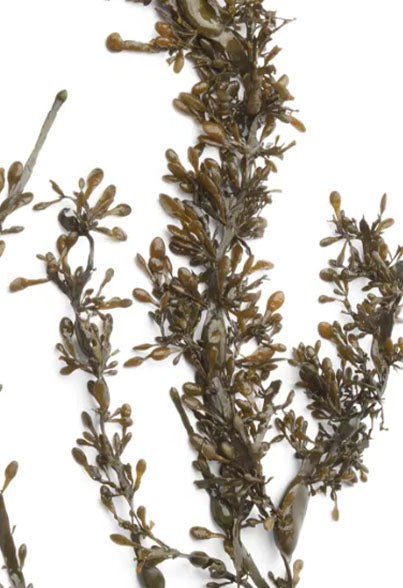 Ascophyllum Nodosum "knotted wrack"