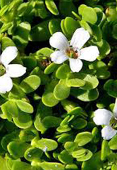 Bacopa Monnieri against Alzheimer's Disease