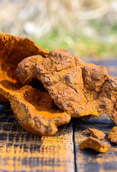 Birch Chaga as Antioxidant