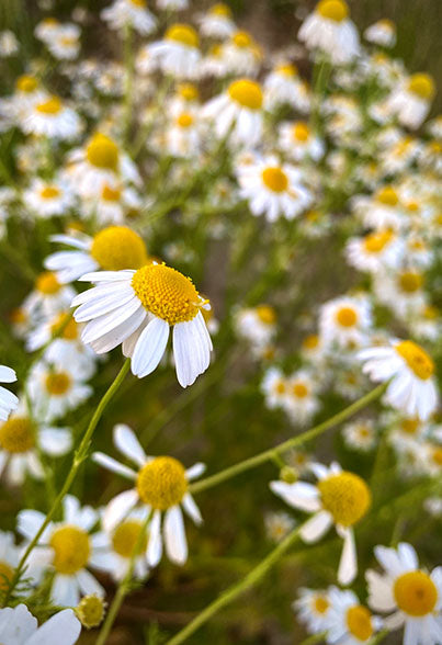 Chamomile Infusion