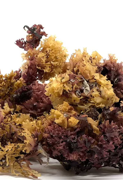 Chondrus Crispus "Irish moss"