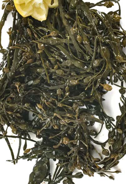 Fucus Vesiculosus "Bladder wrack"