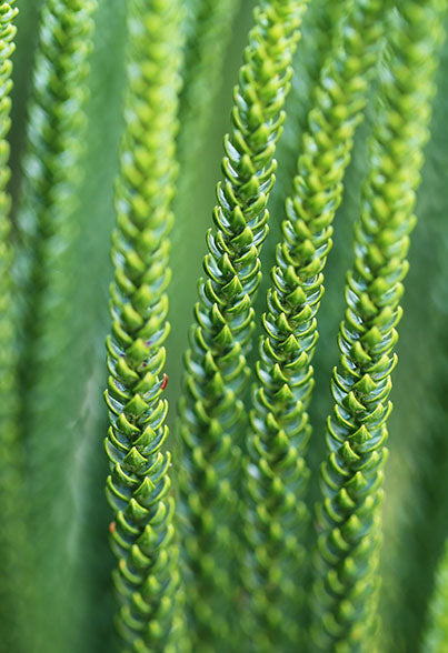 Horsetail