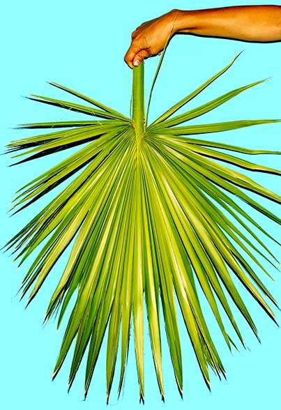 Saw Palmetto Extract alleviates symptoms of large prostate